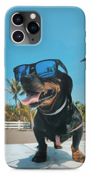 Puppy with sunglasses